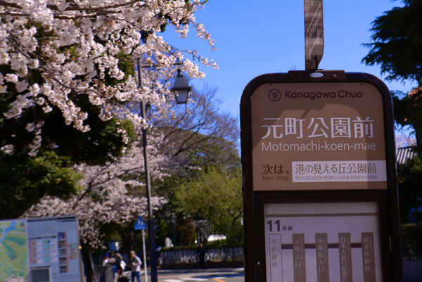 140331 sakura 1 DSC_0551.jpg